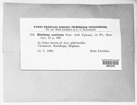 Rhytisma acerinum image